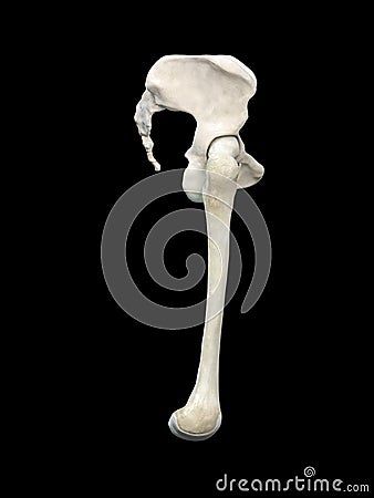 Anatomy of the hip. Human femur and pelvis, bones anatomy side view, black background, 3d rendering Cartoon Illustration