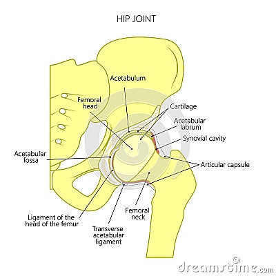 Anatomy_Hip joint inside Vector Illustration