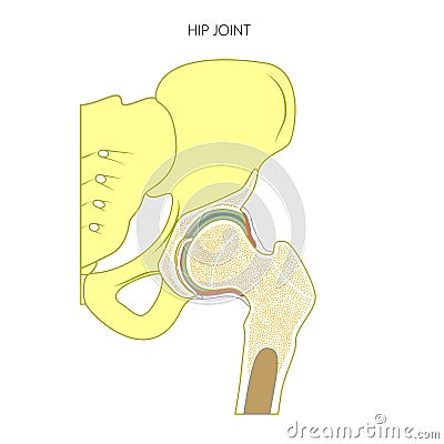 Anatomy_Hip joint without text Vector Illustration