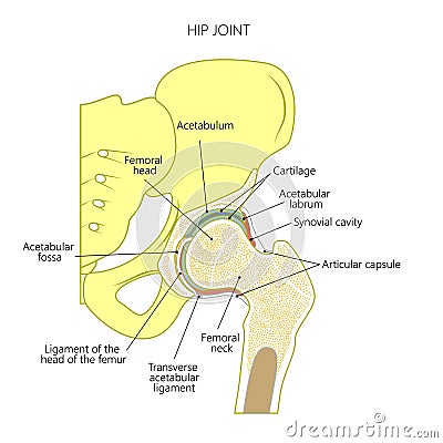 Anatomy_Hip joint Vector Illustration