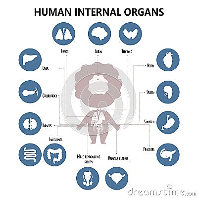 Anatomy human body. Infographics with visual scheme internal male organs, icons, names and locations. Vector Vector Illustration