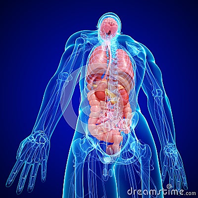 Anatomy Of Human Body Internal Structure Stock Images - Image: 26747774