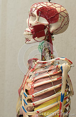 Anatomy human body model. Part of human body model with organ system. Stock Photo