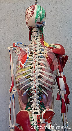 Anatomy human body model. Part of human body model with organ system. Stock Photo