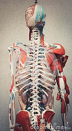 Anatomy human body model. Stock Photo