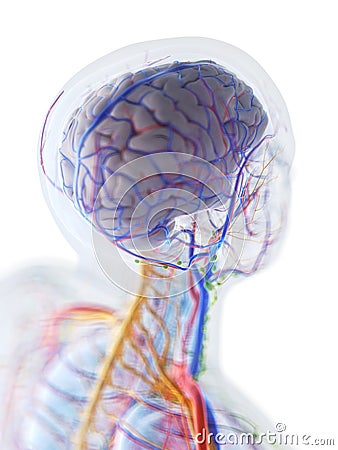 The anatomy of the human brain Cartoon Illustration