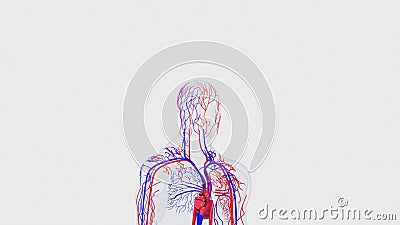 Anatomy of the human circulatory system from head to toe, computer generated. 3d rendering blood vessels. The science Stock Photo