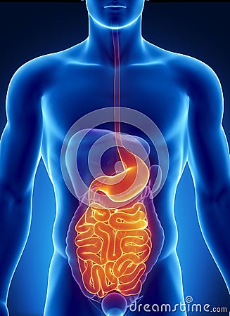 ANatomy of human digestive system Stock Photo