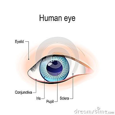 Anatomy of the human eye in front view Vector Illustration