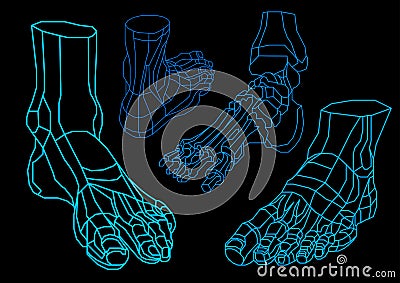 anatomy of human foots Vector Illustration