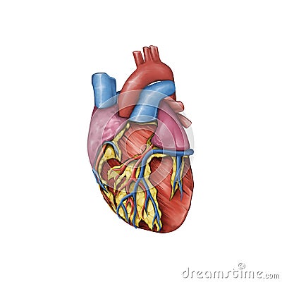 Anatomy of the Human Heart Stock Photo