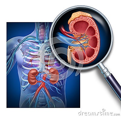 Anatomy Of The Human Kidney Cartoon Illustration