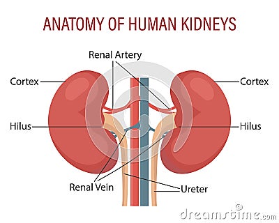 Anatomy of the human kidney. Urinary system. Medical infographic banner, illustration Vector Illustration