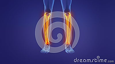 Anatomy of the human leg Stock Photo