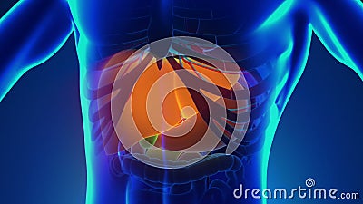 Anatomy of Human Liver - Medical X-Ray Scan Anatomy of Human Liver - Medical X-Ray Scan