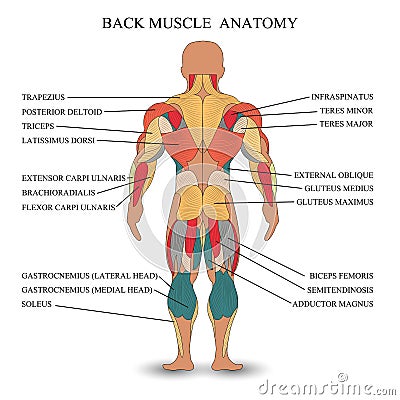 Anatomy of human muscles in the back, a template for medical tutorial, banner, vector illustration. Vector Illustration