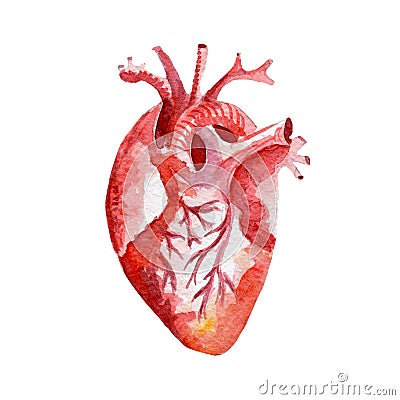 Anatomy human organ heart illustration. Hand drawn watercolor on white background. Cartoon Illustration