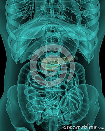 Anatomy of human pancreas with digestive organs Stock Photo