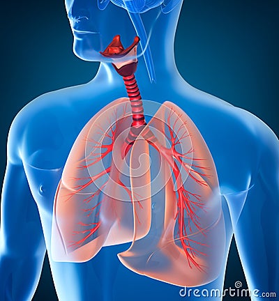 Anatomy of human respiratory system Stock Photo