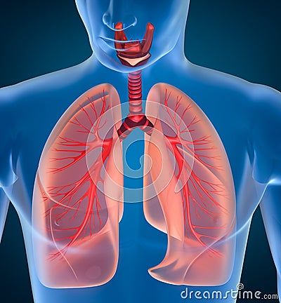 Anatomy of human respiratory system Stock Photo