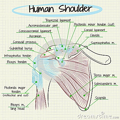Anatomy of the human shoulder detail Vector Illustration