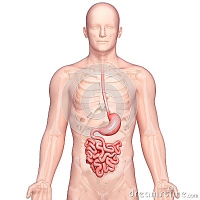 Anatomy of human stomach Cartoon Illustration