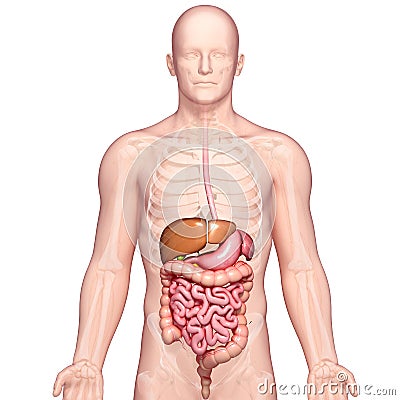 Anatomy of human stomach and liver Cartoon Illustration