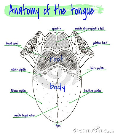 Anatomy of the human tongue Vector Illustration