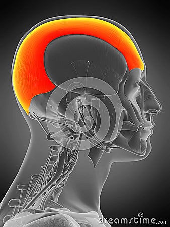 Anatomy illustration - frontalis Cartoon Illustration