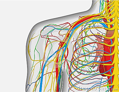 Anatomy illustration of human back shoulder with nervous and blood system Vector Illustration