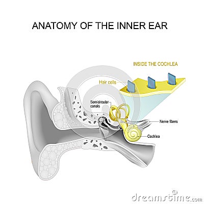 Anatomy of the inner ear. Close-up of Hair cells Vector Illustration