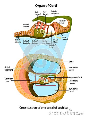 Anatomy of inner ear. Cross-section of one spiral of cochlea. Structure of the organ of Corti. Vector Illustration