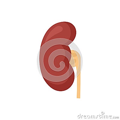 Anatomy kidney icon flat isolated vector Vector Illustration