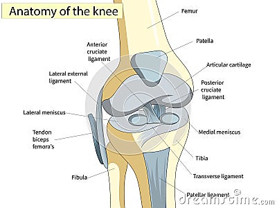 Anatomy. Knee Joint Cross Section Showing the major parts which made the knee joint For Basic Medical Education Vector Illustration