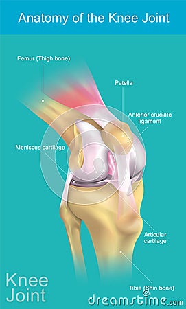 Anatomy of the Knee Joint. Stock Photo