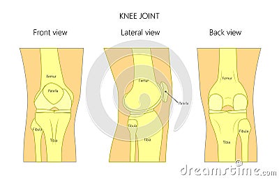 Anatomy1_Knee Vector Illustration