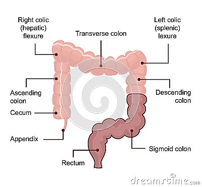 Anatomy of the Large Intestine colon. Medical diagram with term Vector Illustration