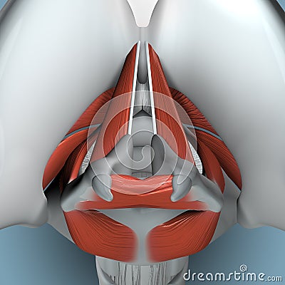 Anatomy of Larynx Stock Photo