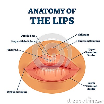 Anatomy of lips with detailed labeled parts description vector illustration Vector Illustration