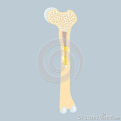 Anatomy of long bone marrow basics, internal organs body part orthopedic health care Vector Illustration