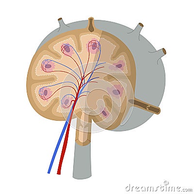 Anatomy of a lymph node. Simplified scheme showing external and internal structure. Vector Illustration