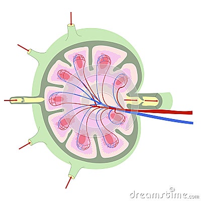 Anatomy of a lymph node. Simplified scheme showing external and internal structure. Vector Illustration