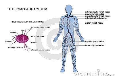Anatomy of the lymphatic system Vector Illustration