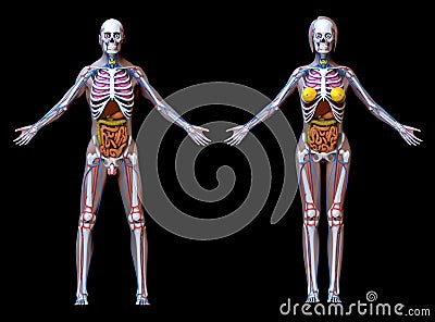 Anatomy Male Female - isolated on black Stock Photo