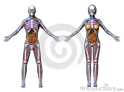 Anatomy Male Female - isolated on white Stock Photo