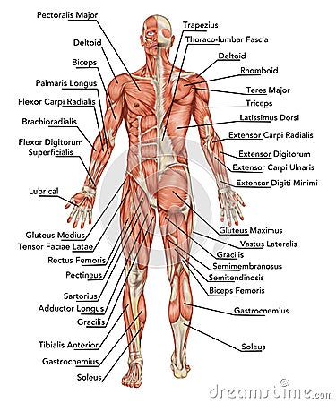 Anatomy of male muscular system Stock Photo
