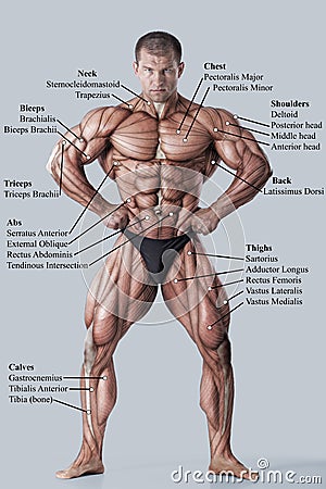 Anatomy of male muscular system Stock Photo