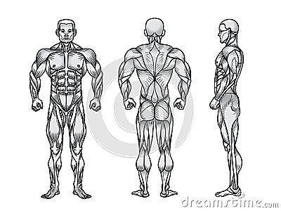 Anatomy of male muscular system, exercise and muscle guide. Cartoon Illustration