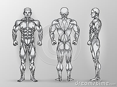 Anatomy of male muscular system, exercise and muscle guide. Vector Illustration