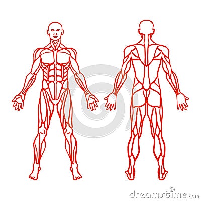 Anatomy of male muscular system, exercise and muscle guide. Vector Illustration